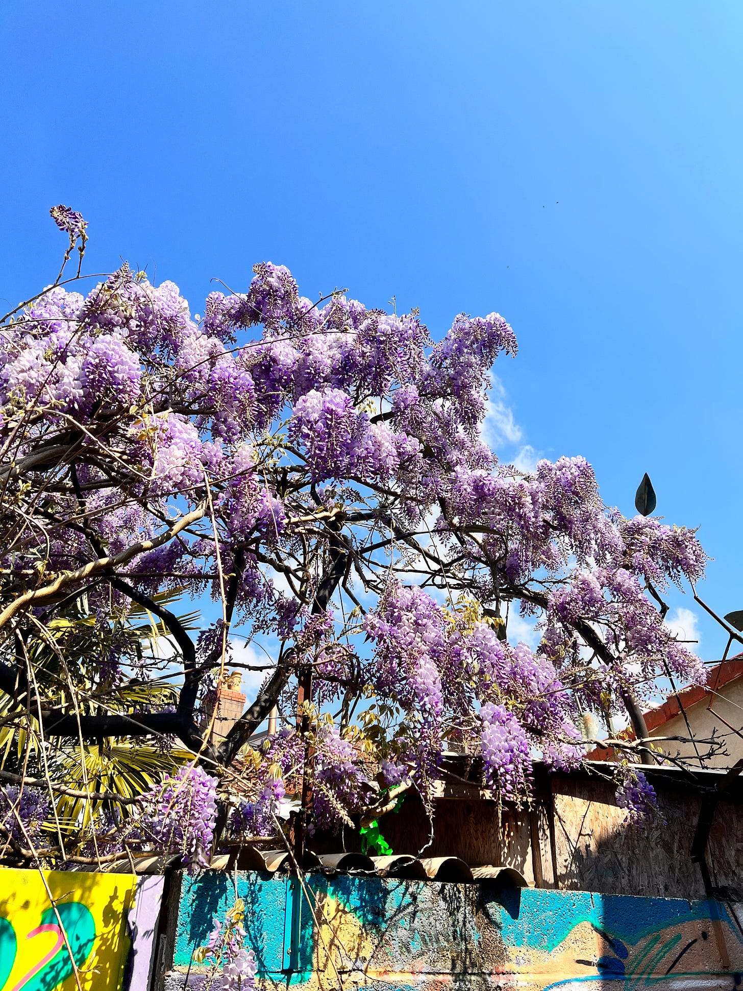 A study in wisteria - by Neoma - SOFT RIND