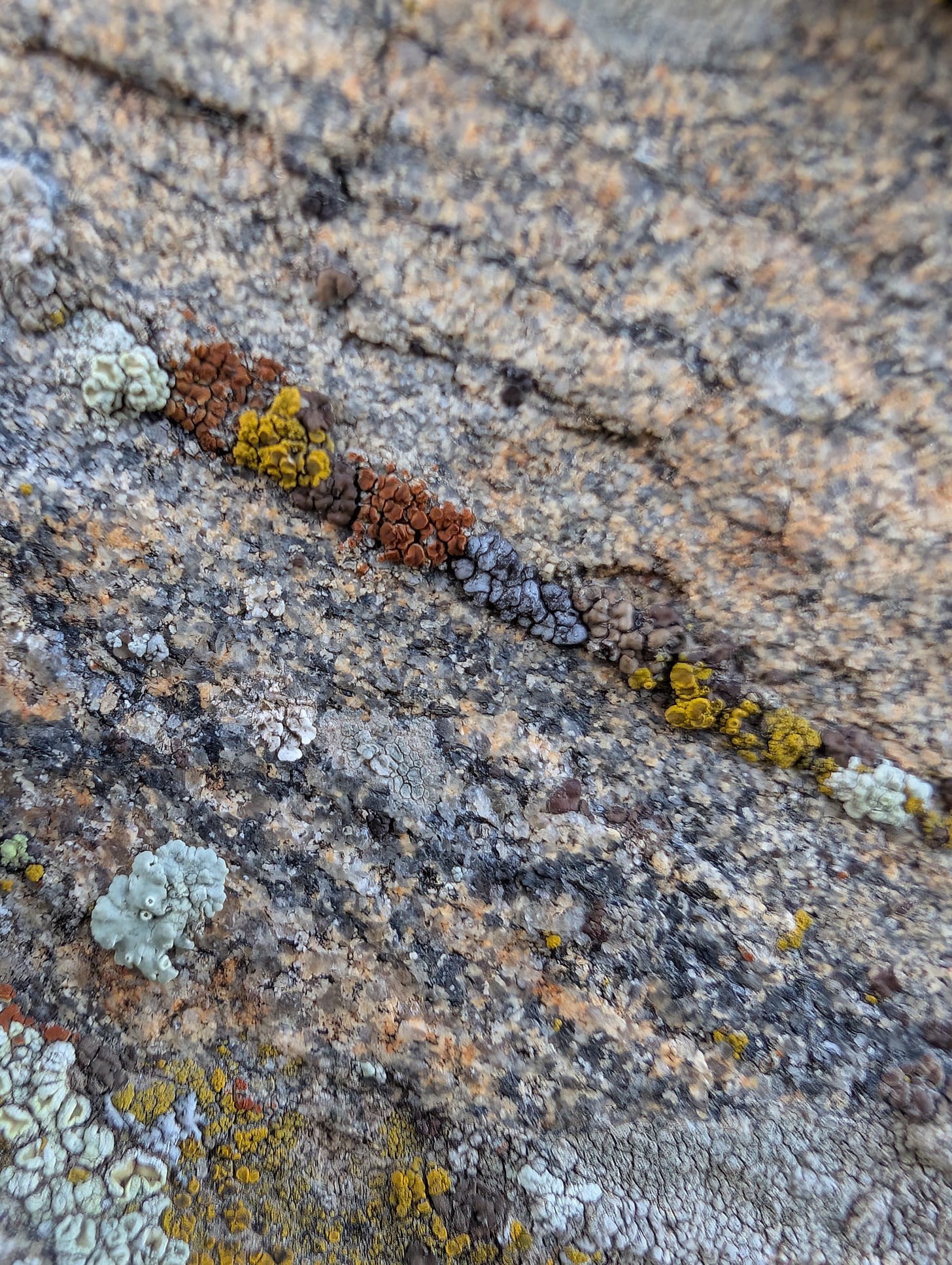 Close-up of the rock with a row of different lichens, all a cluster of discs. Some are pale blue-green, some are bright yellow, some are dark rust red, and some are dark reddish-brown. Close-up of the rock with a row of different lichens, all a cluster of discs. Some are pale blue-green, some are bright yellow, some are dark rust red, and some are dark reddish-brown.