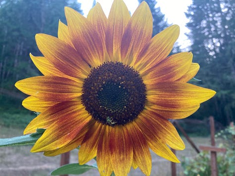 Images of late Summer: Hawthorne, motherwort seeds, cannabis bed, echinacea root, sunflower, St. Joan’s Wort
