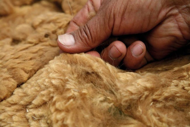 History behind the world's most expensive vicuna wool
