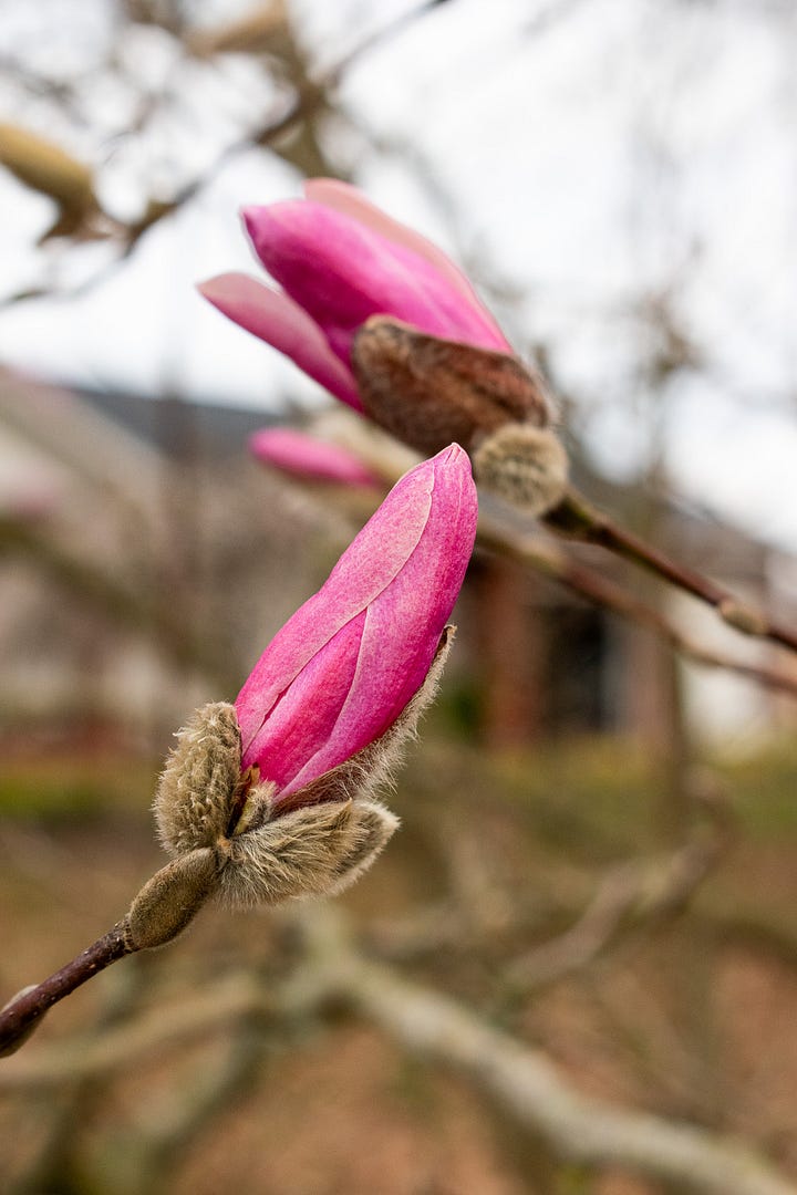 Close up images of magnolia flowers on the tree, shot by JB Douglas for The Wild Grocery