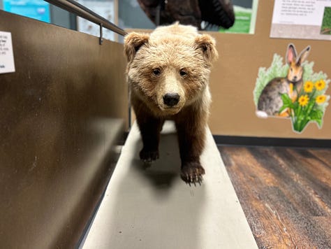 taxidermy, museum, exhibits, displays, interior, furniture