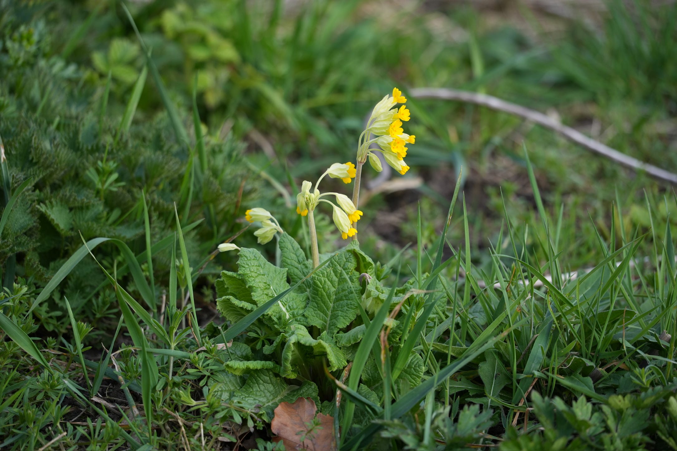 Primula veris | cowslip Primula veris | cowslip