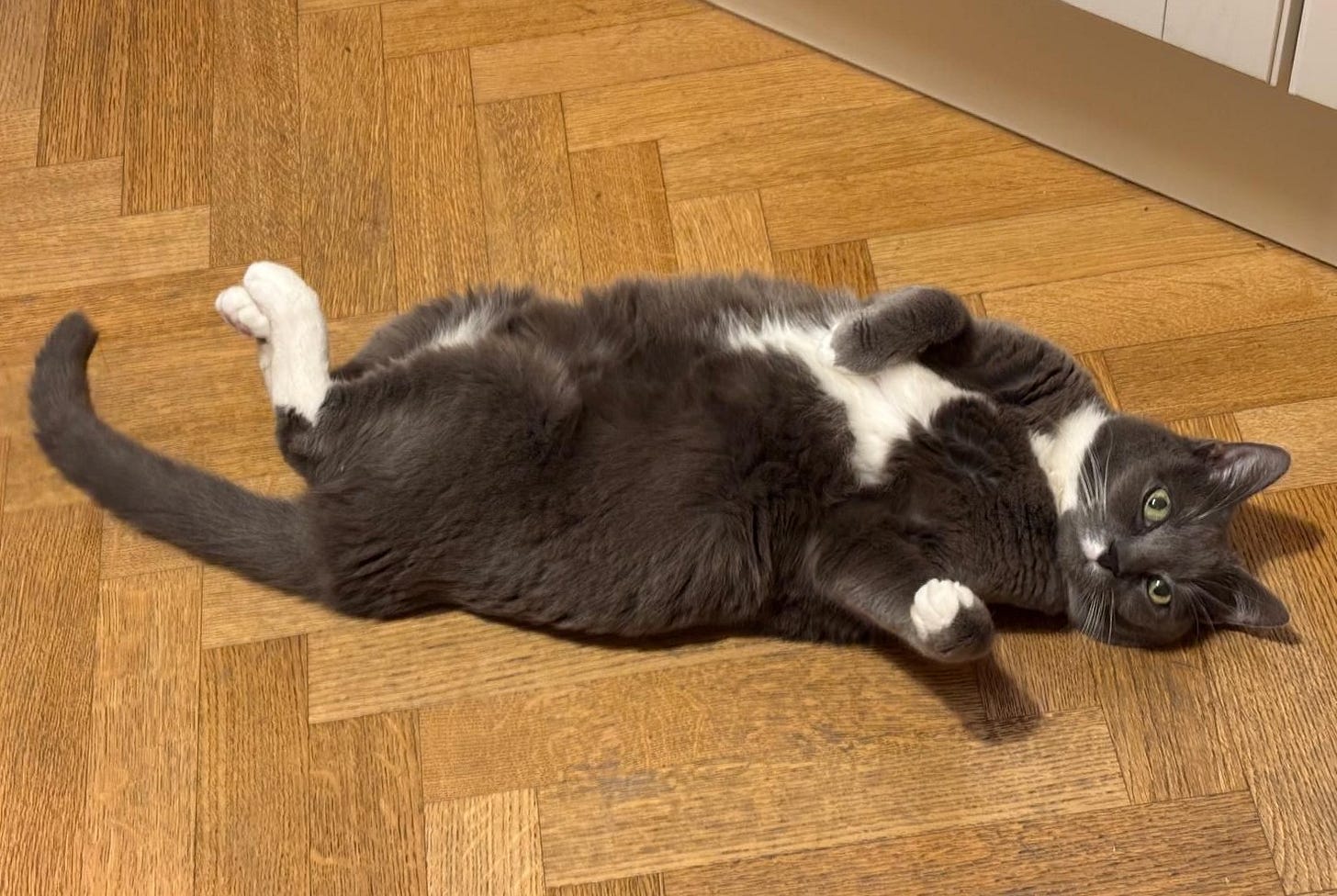 Margo is lying on it's back rolling over to it's side, showing off its long grey tail and white socks. Margo has a white spot on its mouth. Margo is lying on it's back rolling over to it's side, showing off its long grey tail and white socks. Margo has a white spot on its mouth.