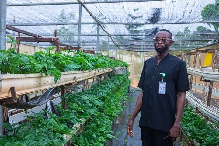 TriplePundit • This Nigerian Lab is Farming Without Soil to ...