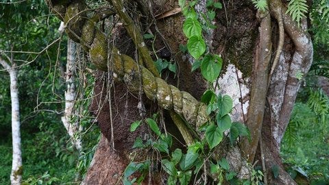 259 Amazon Shaman Stock Video Footage - 4K and HD Video Clips | Shutterstock