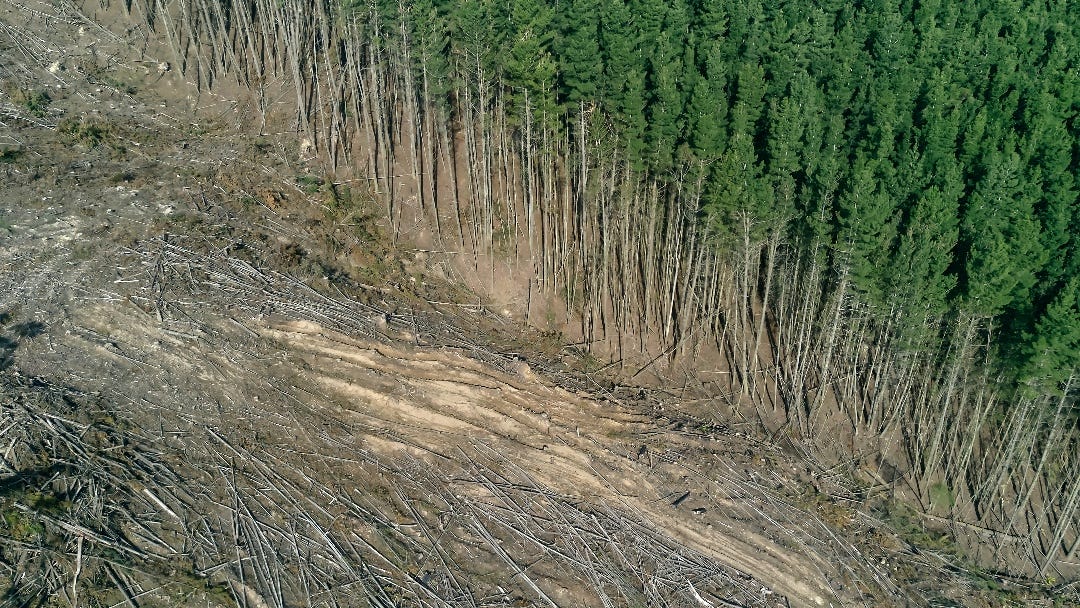 deforestation