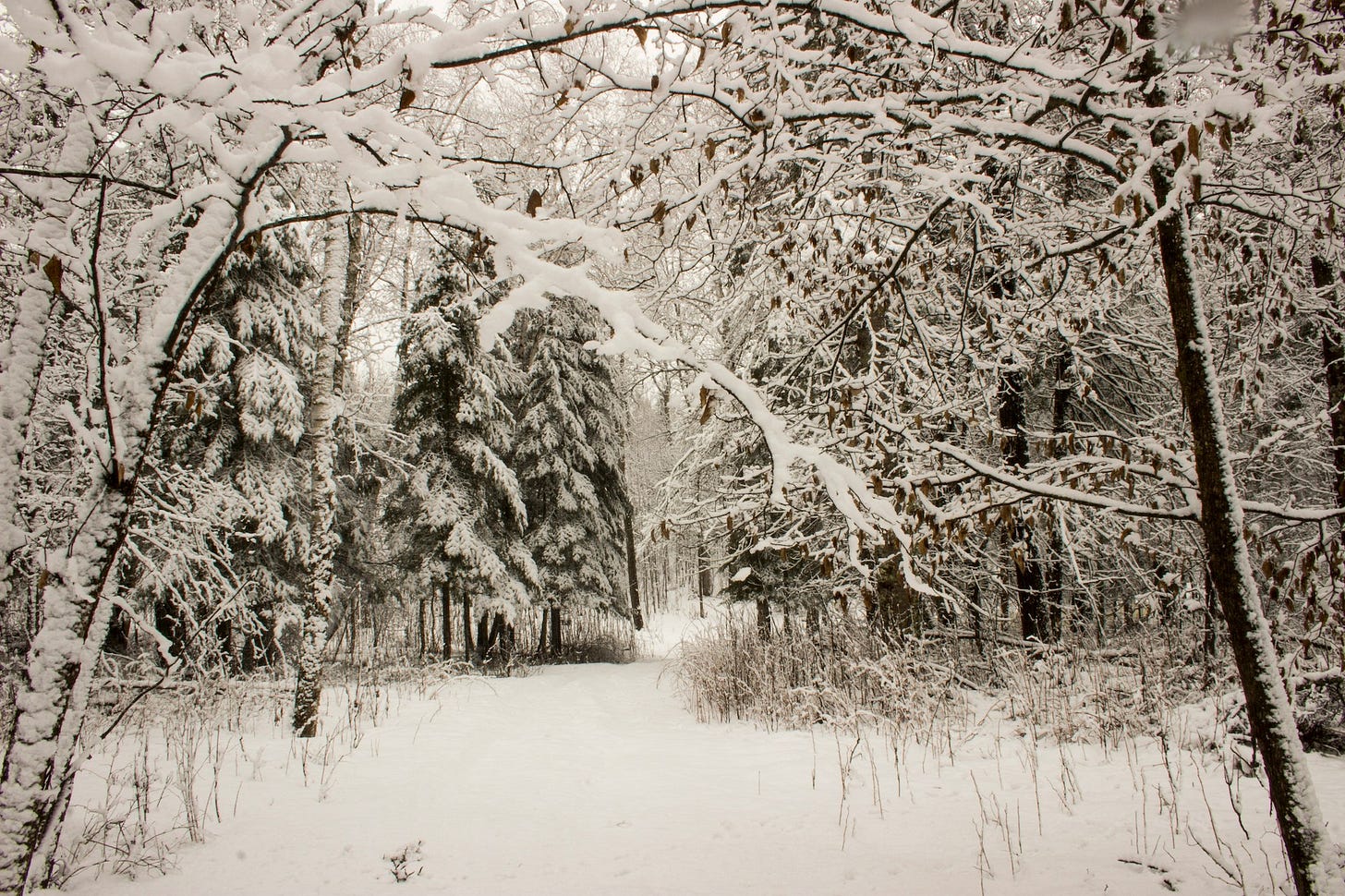 Path in snowy woodlands