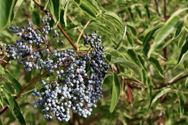 Native elderberries are a rich source of food for birds
