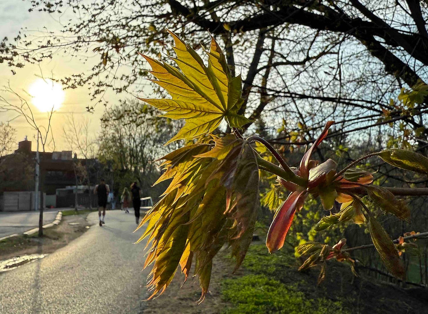 A close-up of a branch with young, green leaves and buds in the foreground. The background shows a paved path with a few people walking, trees with sparse leaves, and the sun setting, casting a warm glow over the scene. The image captures the essence of spring with new growth on the trees and a serene, natural setting.