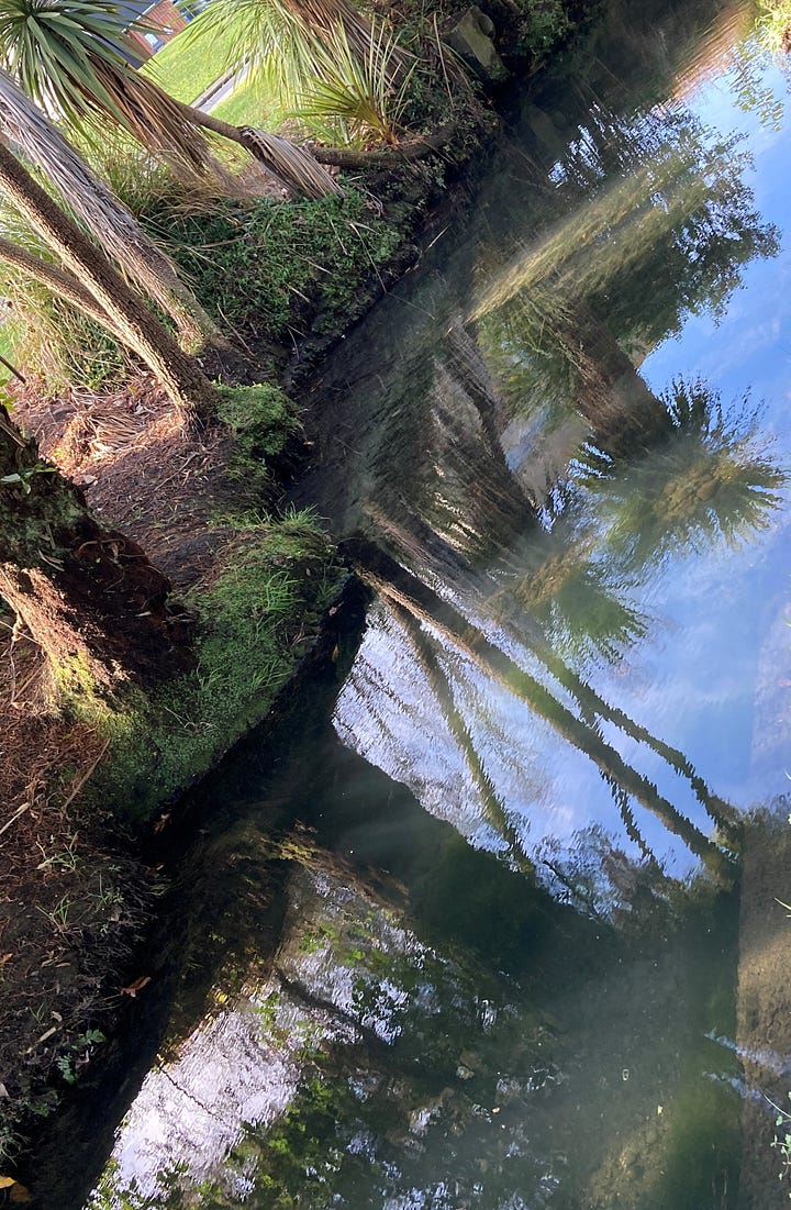 A slow-moving stream with native plants including Cordyline australis