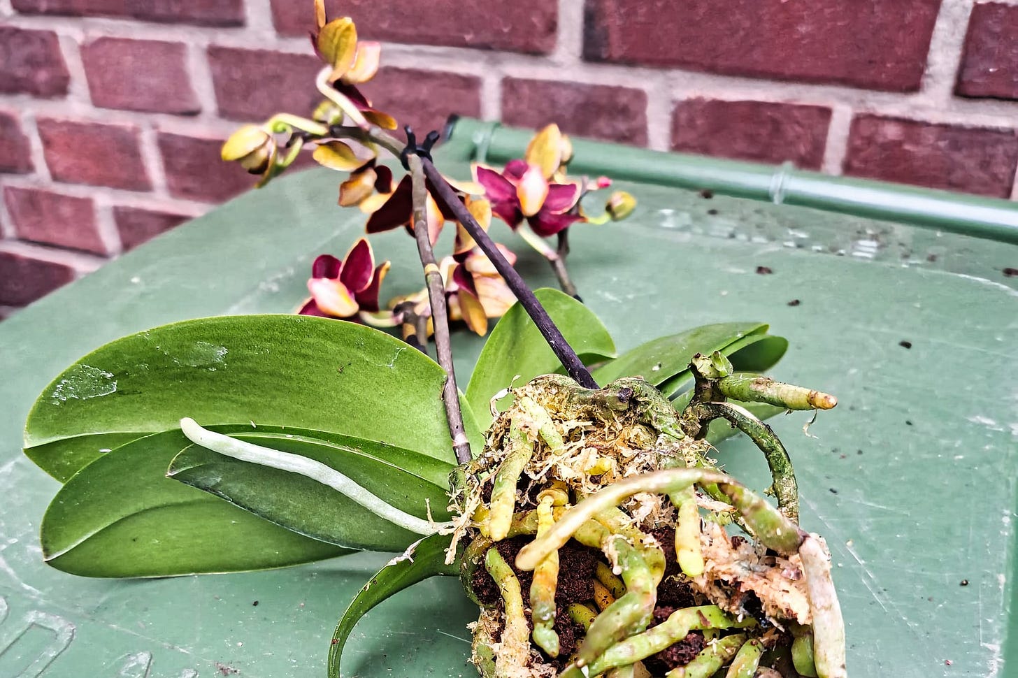 orchid root system