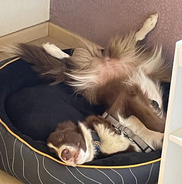 Alyx, en su posición preferida para dormir.