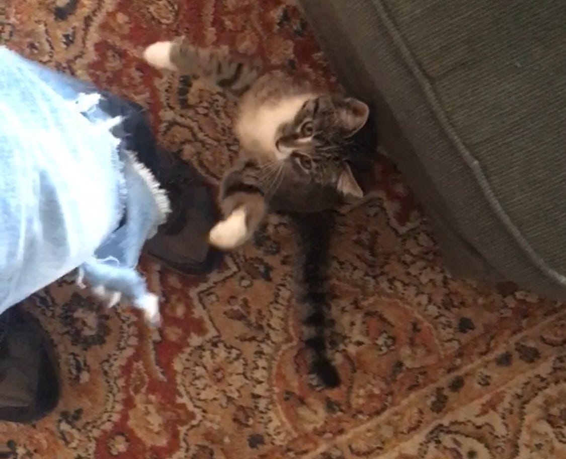 Looking at the Author's kitten, Athena, as she rears on the floor to better attack the tear in his blue jeans.