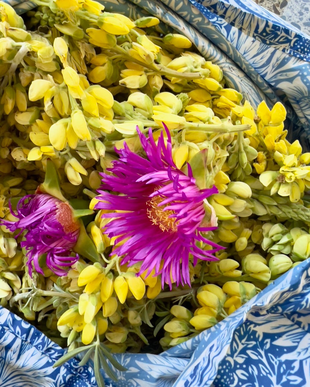 lupin and ice plant flower lupin and ice plant flower