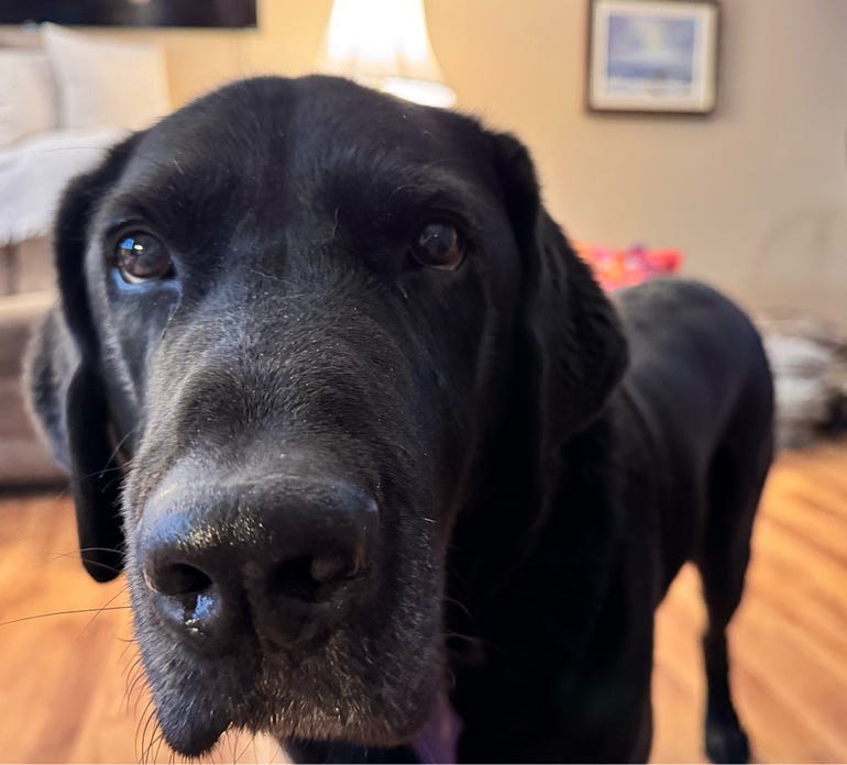 a black lab close up of his face looking straight into the camera