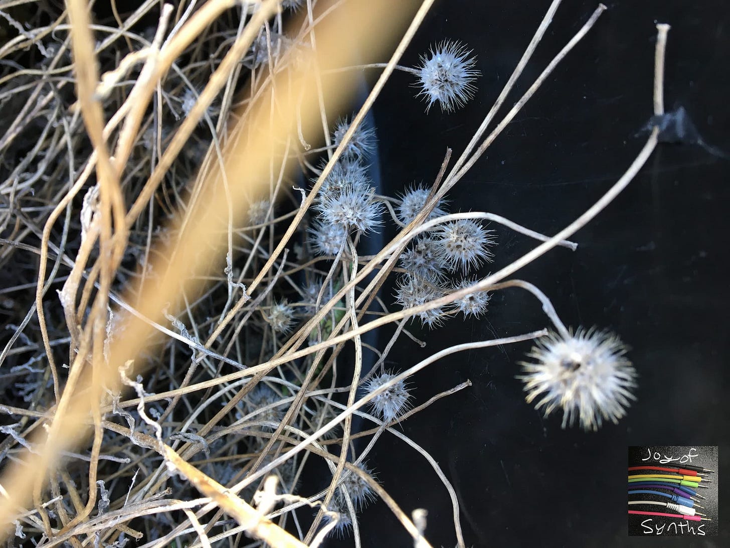 Dried out stems and seed pods of a plant. Dried out stems and seed pods of a plant.