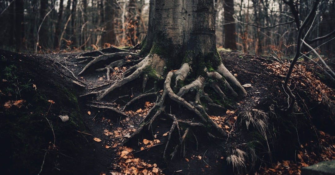 brown tree trunk in forest during daytime