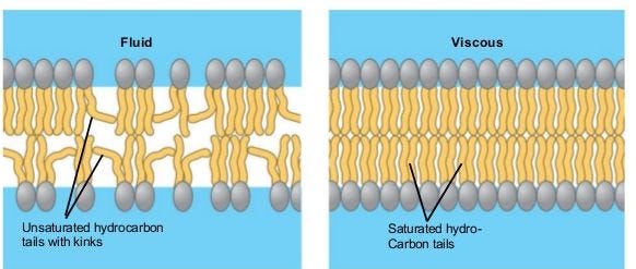 Figure of cell membranes are composed of a combination of saturated and unsaturated fatty lipids (fats). The ratio of the two will influence the permeability and fluidity of the membrane.