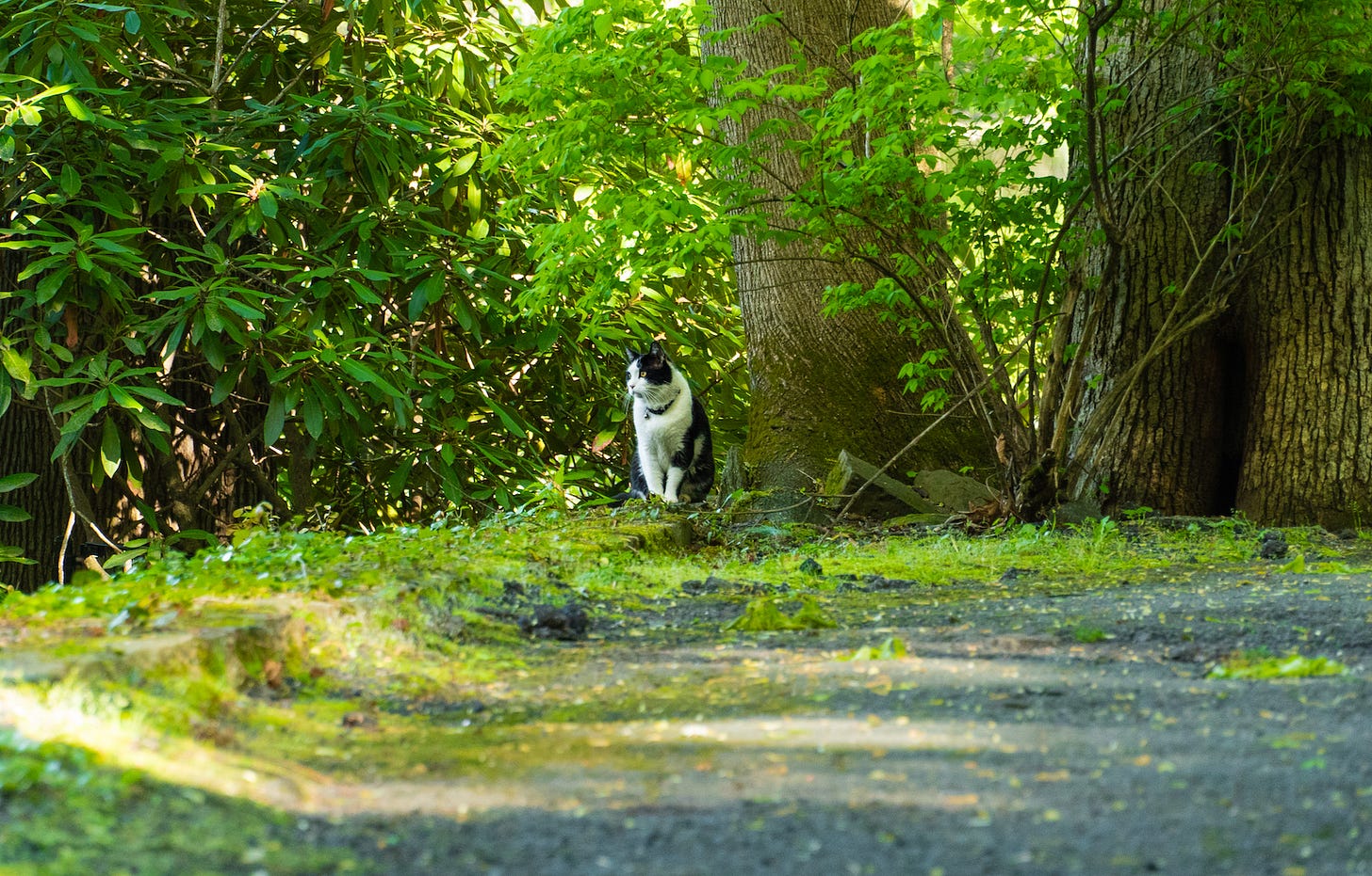The elusive black and white cat sitting in a mossy driveway, standing out amid the shrubs and greenery around them.