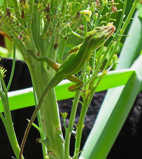 Turtle, squirrel, anole