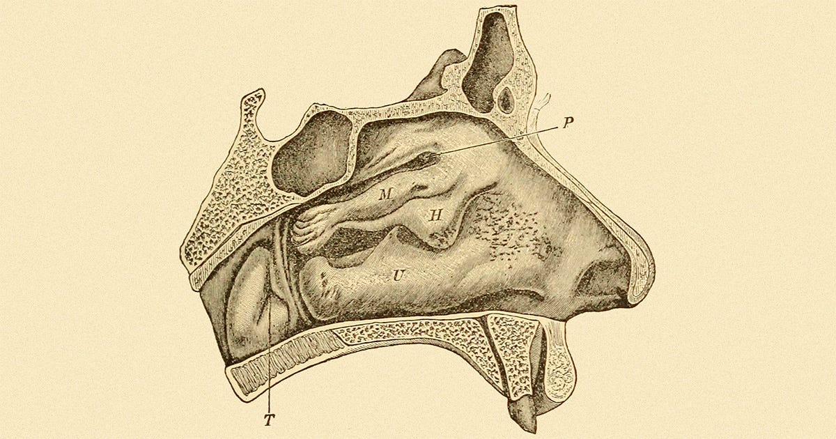 Desenho do revestimento interno de um nariz, gravura retirada do livro A text-book on diseases of the ear, nose and throat, de 1901