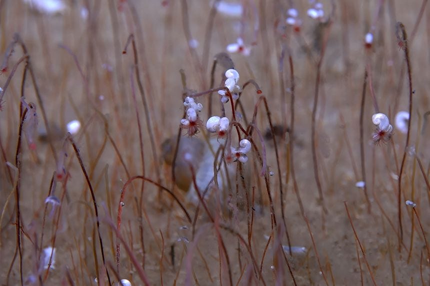 Clusters of tube worms extend red tentacles, with small mollusks (white spots) near the tentacles, at 9,320 meters (30,580 feet).