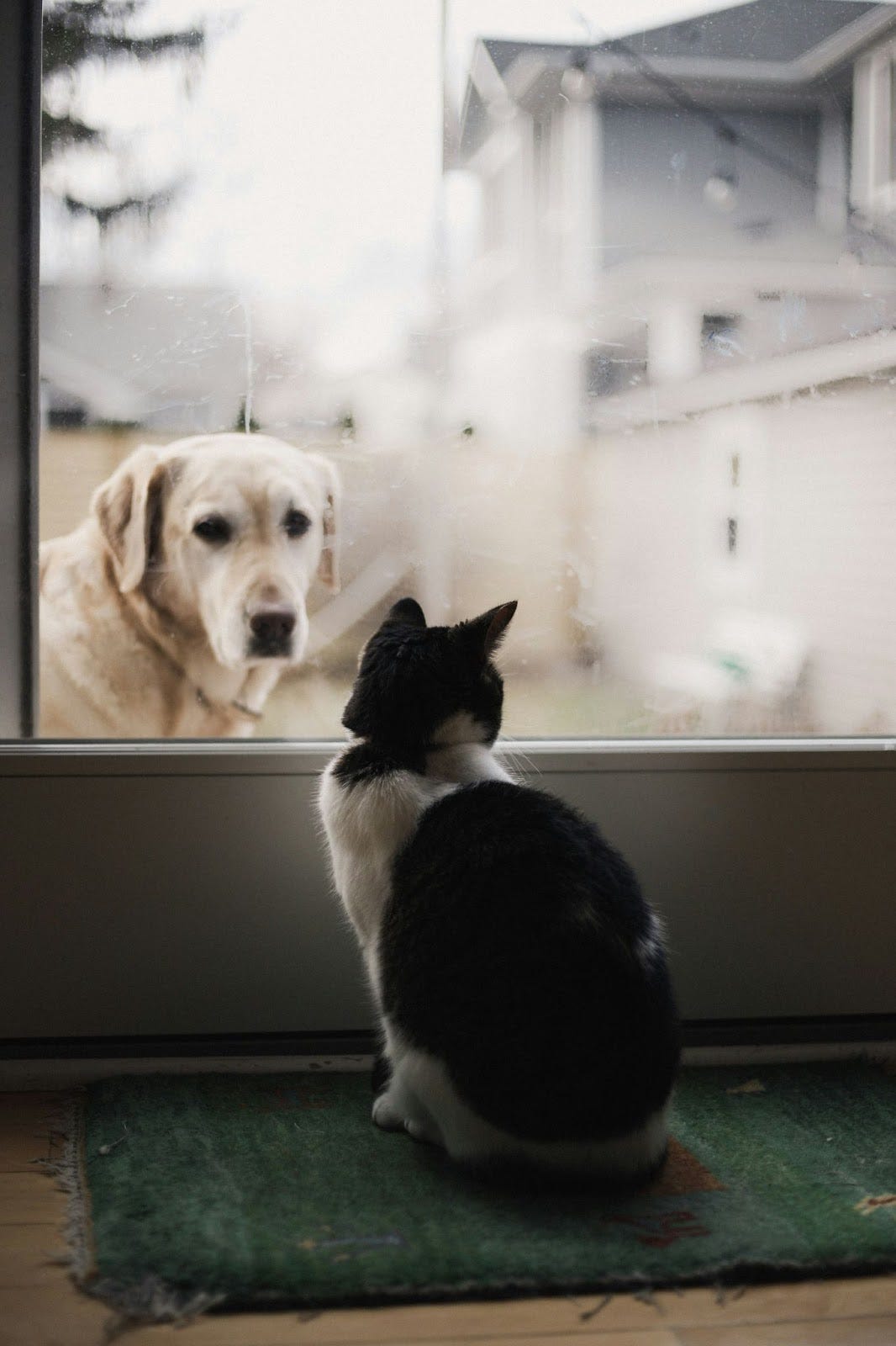 white lab dog looks through window at small black and white cat