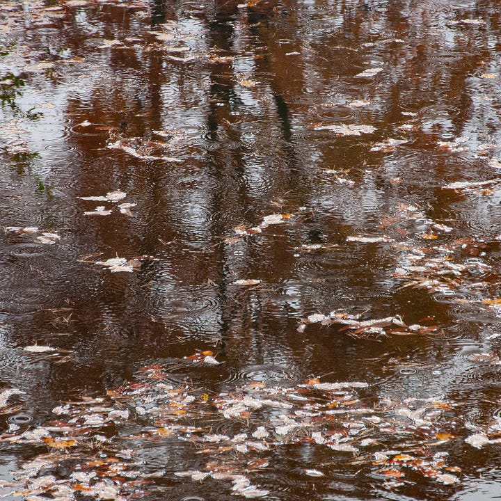 Diptych: Casts of sunlight in mist in trees; brown water with brown leaves and reflections of dark tree trunks.
