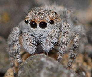 A close up of a spider

AI-generated content may be incorrect.