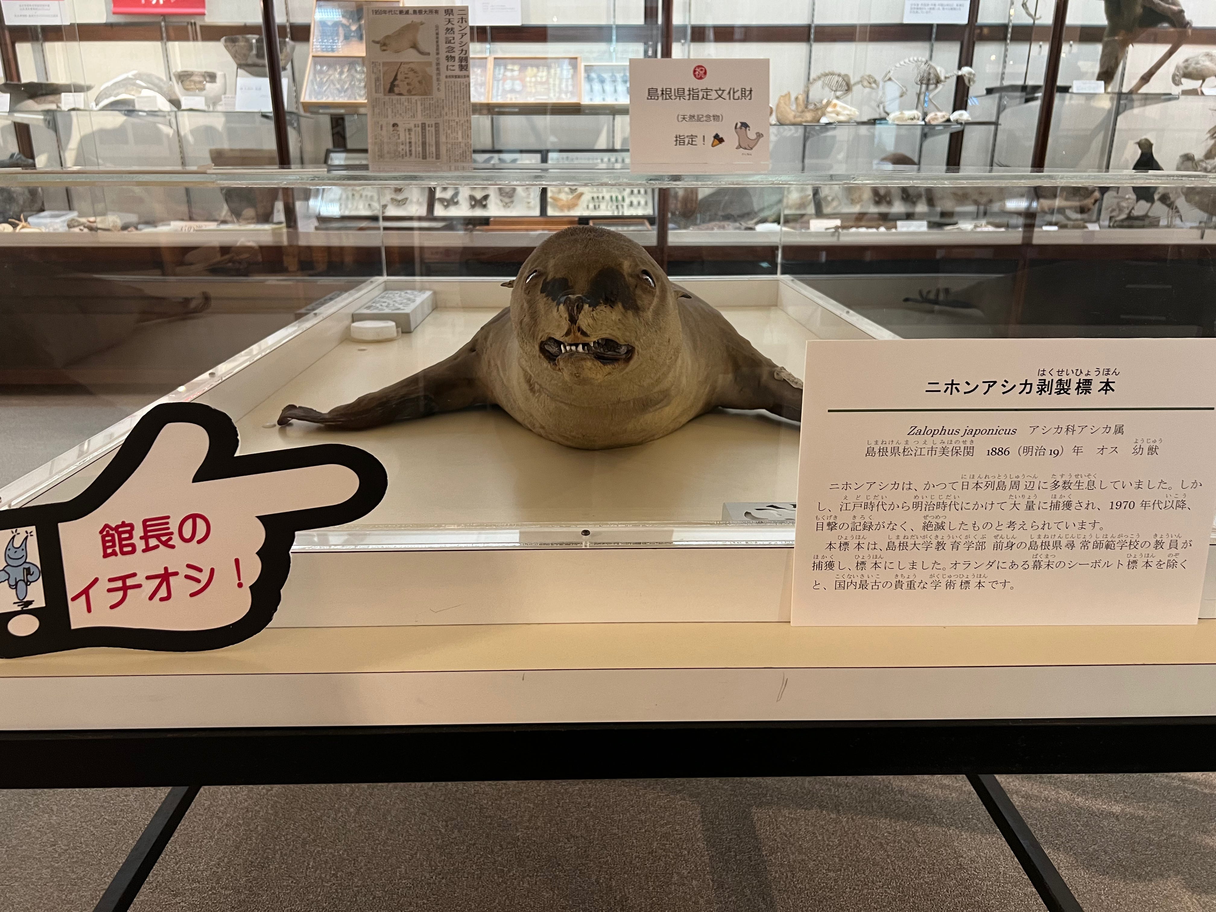 アーカイブの声を聴け：ニホンアシカとニホンカワウソの“絶滅”【ドリー