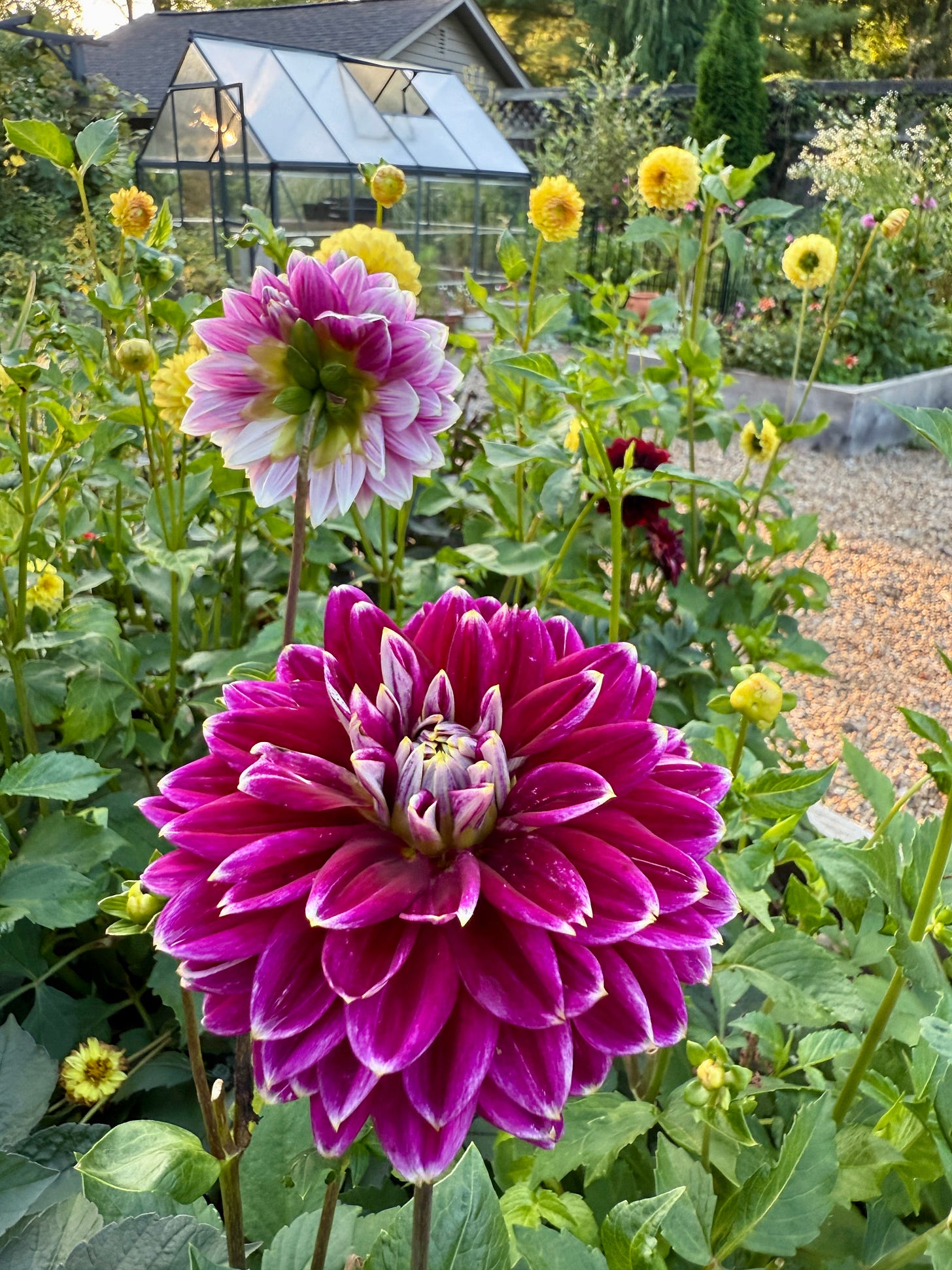 Dahlias have been blooming for a few weeks already and had a good deadhead after we returned home from Erie, PA. 
