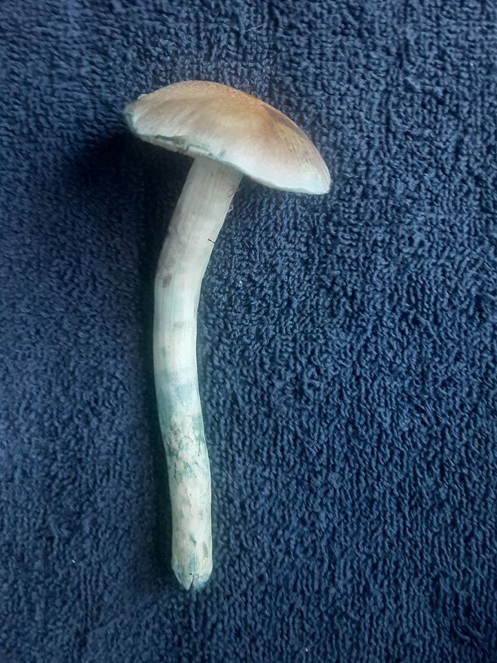 Huautla Landrace