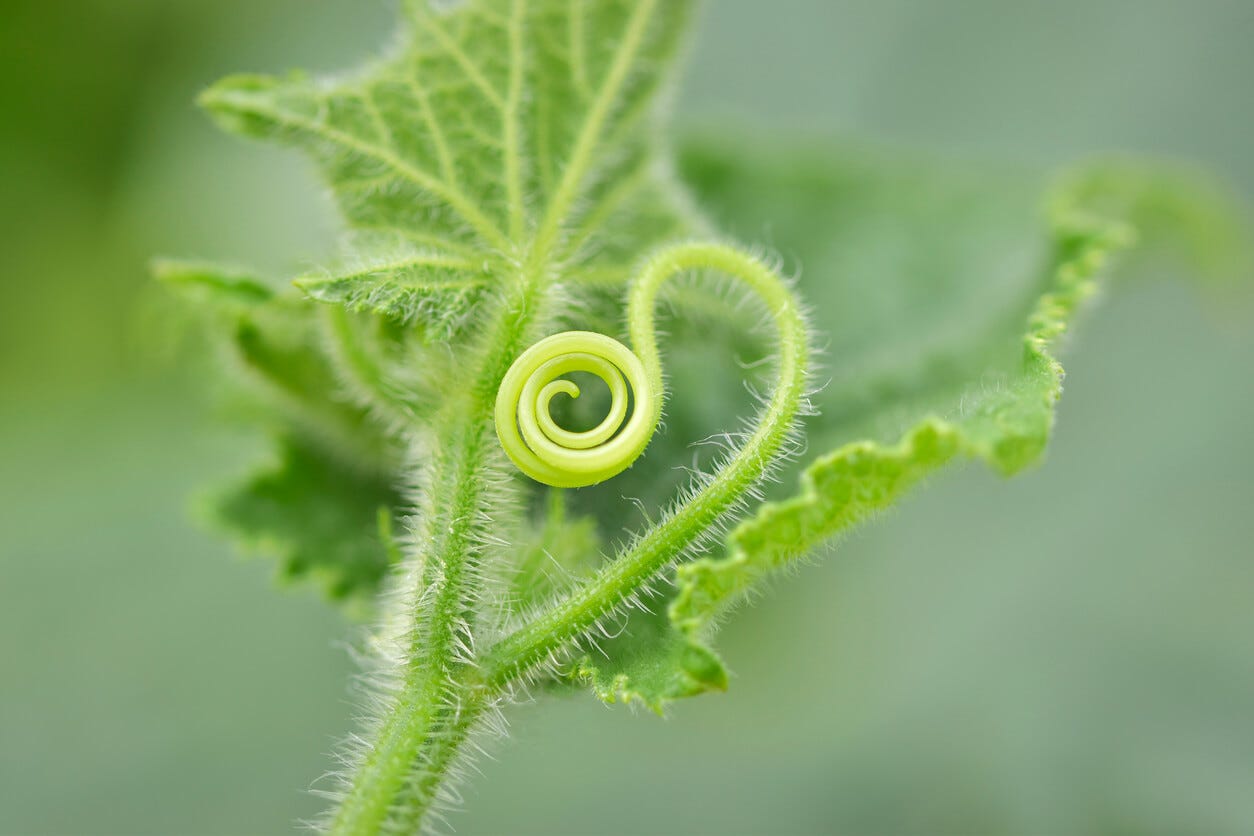 How Cucumber Tendril Patterns Reveal Crucial Information About Plant Health  - Food Gardening Network