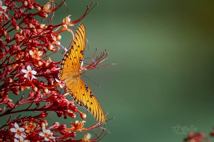 Pagoda Loving Gulf Fritillary Pagoda Loving Gulf Fritillary