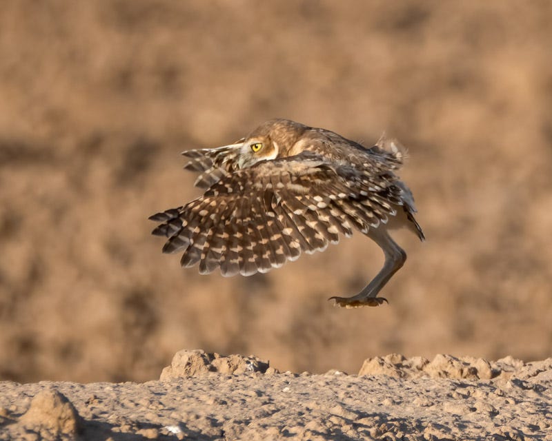 20250730-Marana-Edit.jpg 20250730-Marana-Edit.jpg