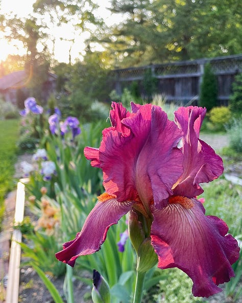 A collection of Bearded Iris in their own bed 