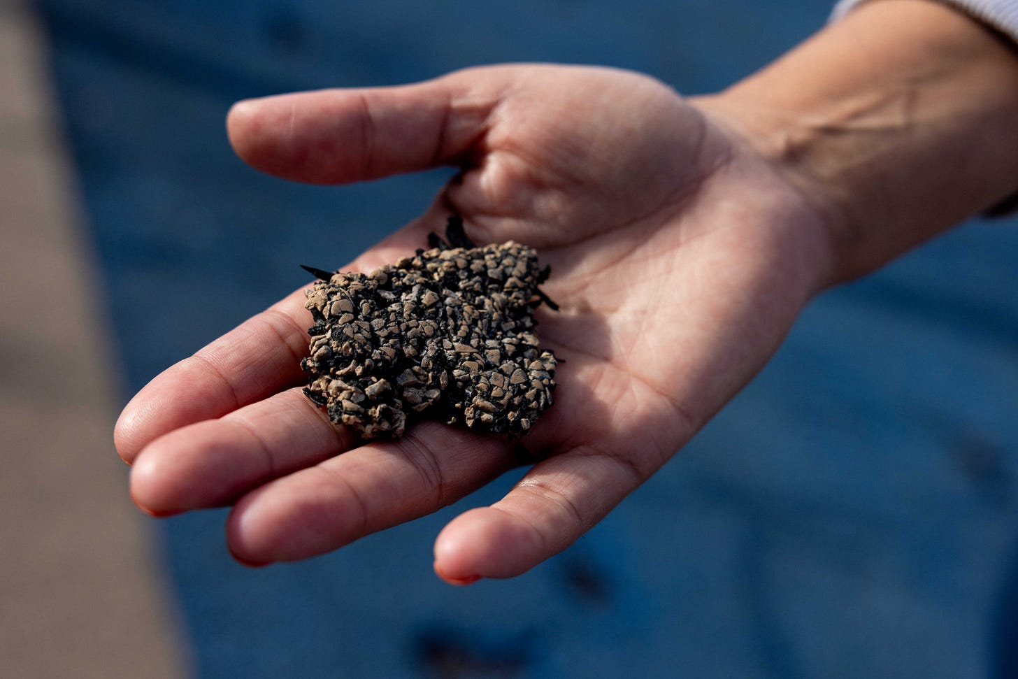 A person holds a cluster of small, brownish-black pebbles or seeds in their open hand against a blurred blue background.