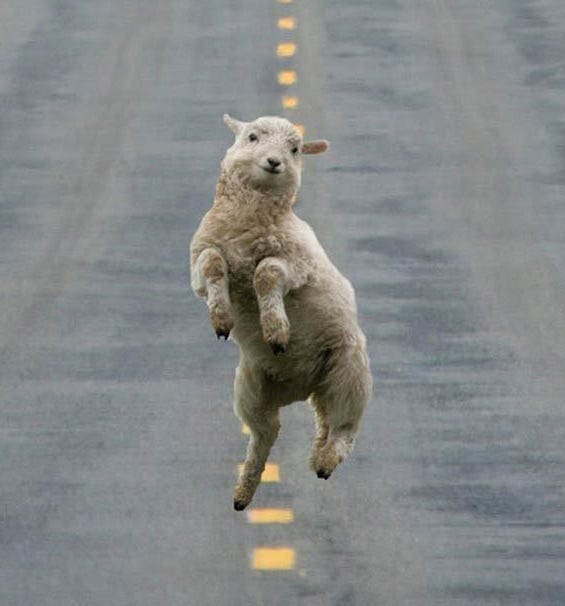 Happy sheep Blank Template - Imgflip