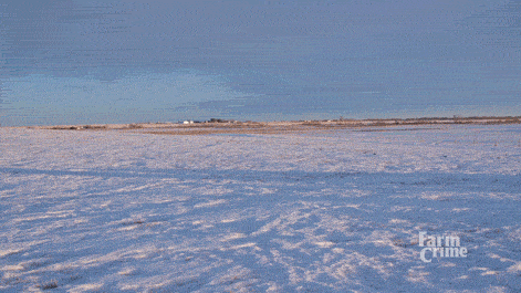 gif animado de um grupo de vacas andando pelo gelo