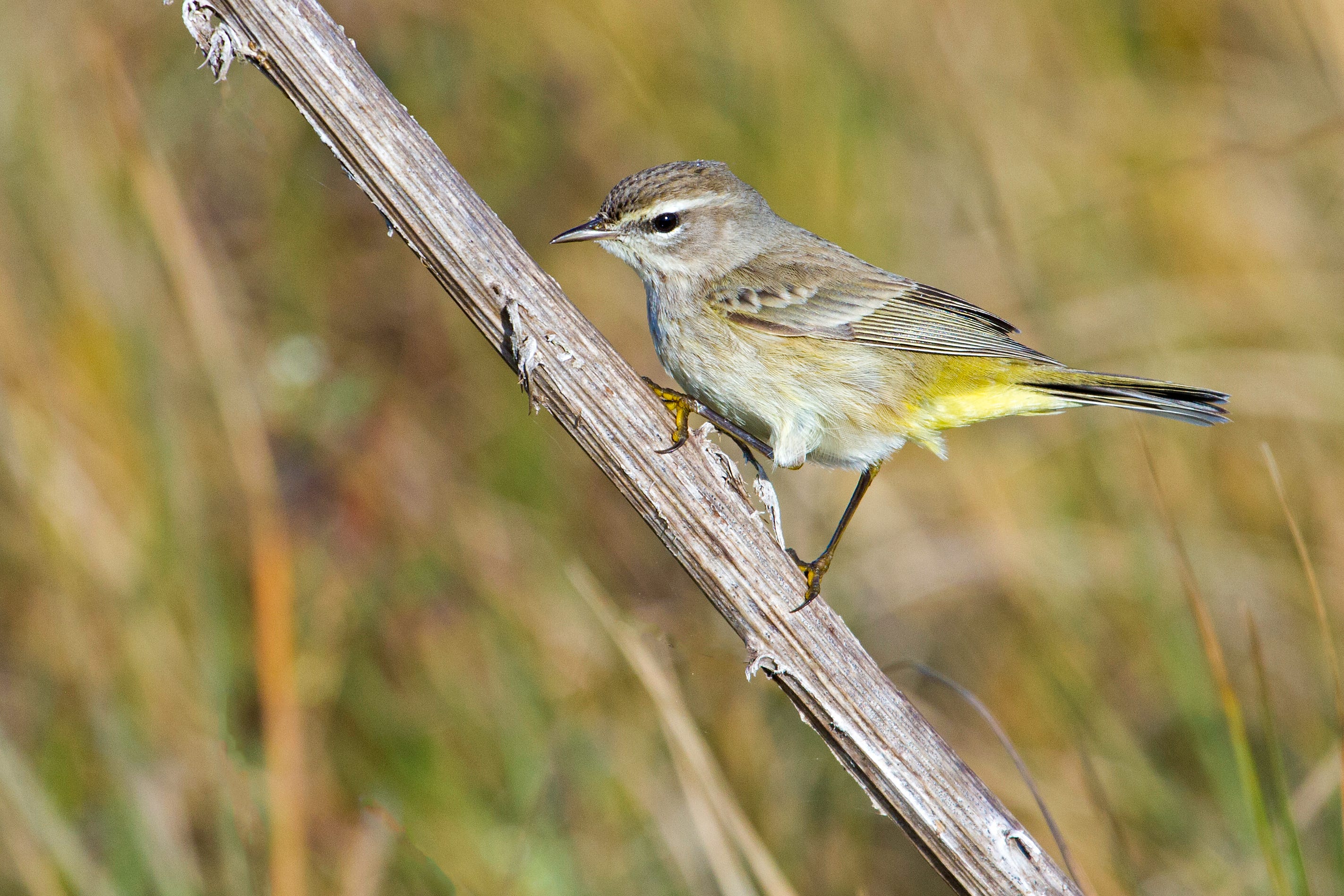 A Songbird for a Damaged World