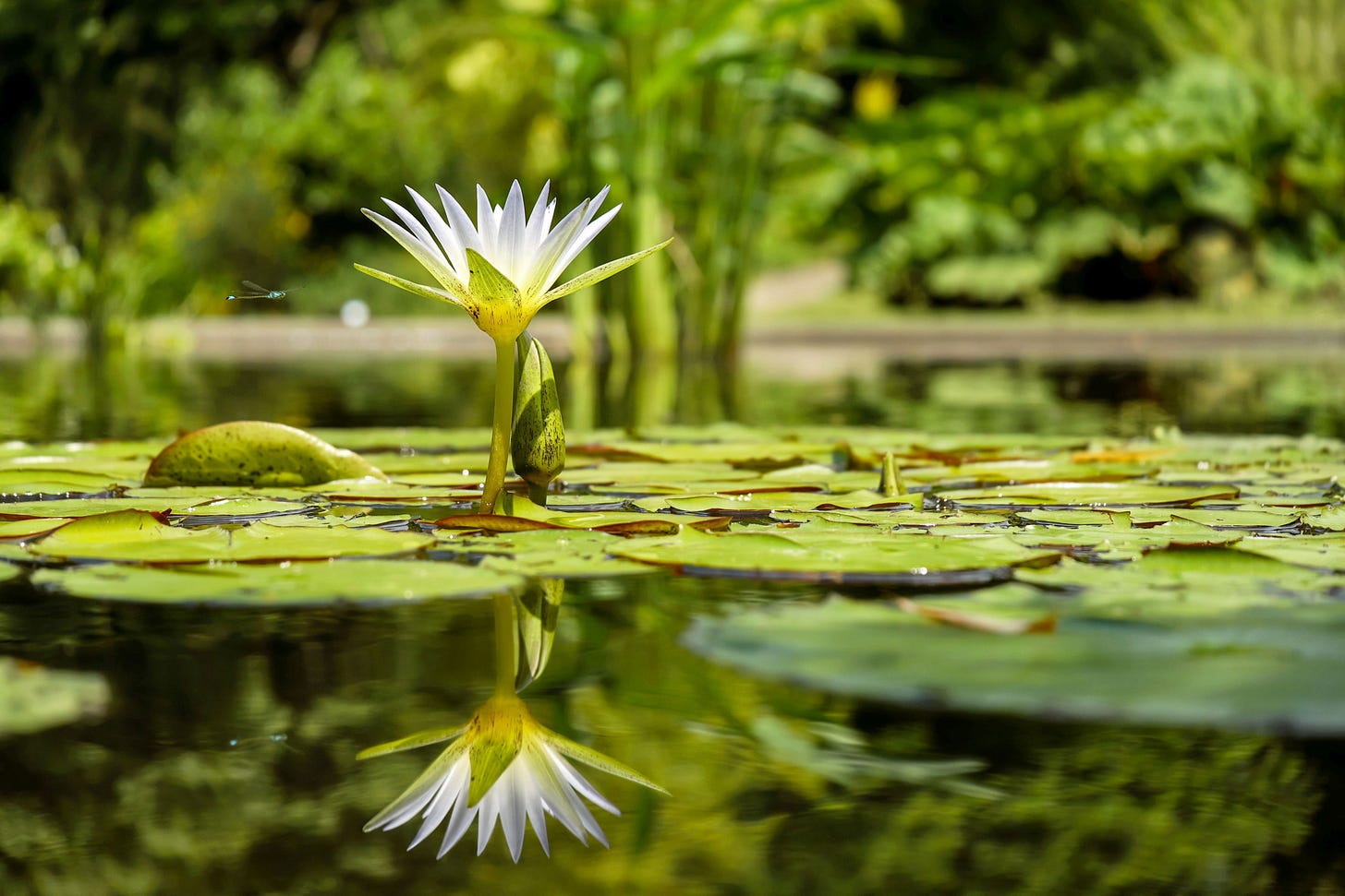 A pond with lilypads and a white flower rising upwards, reflected in the water below.