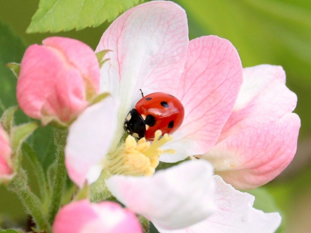 a ladybug sitting on top of a pink flower