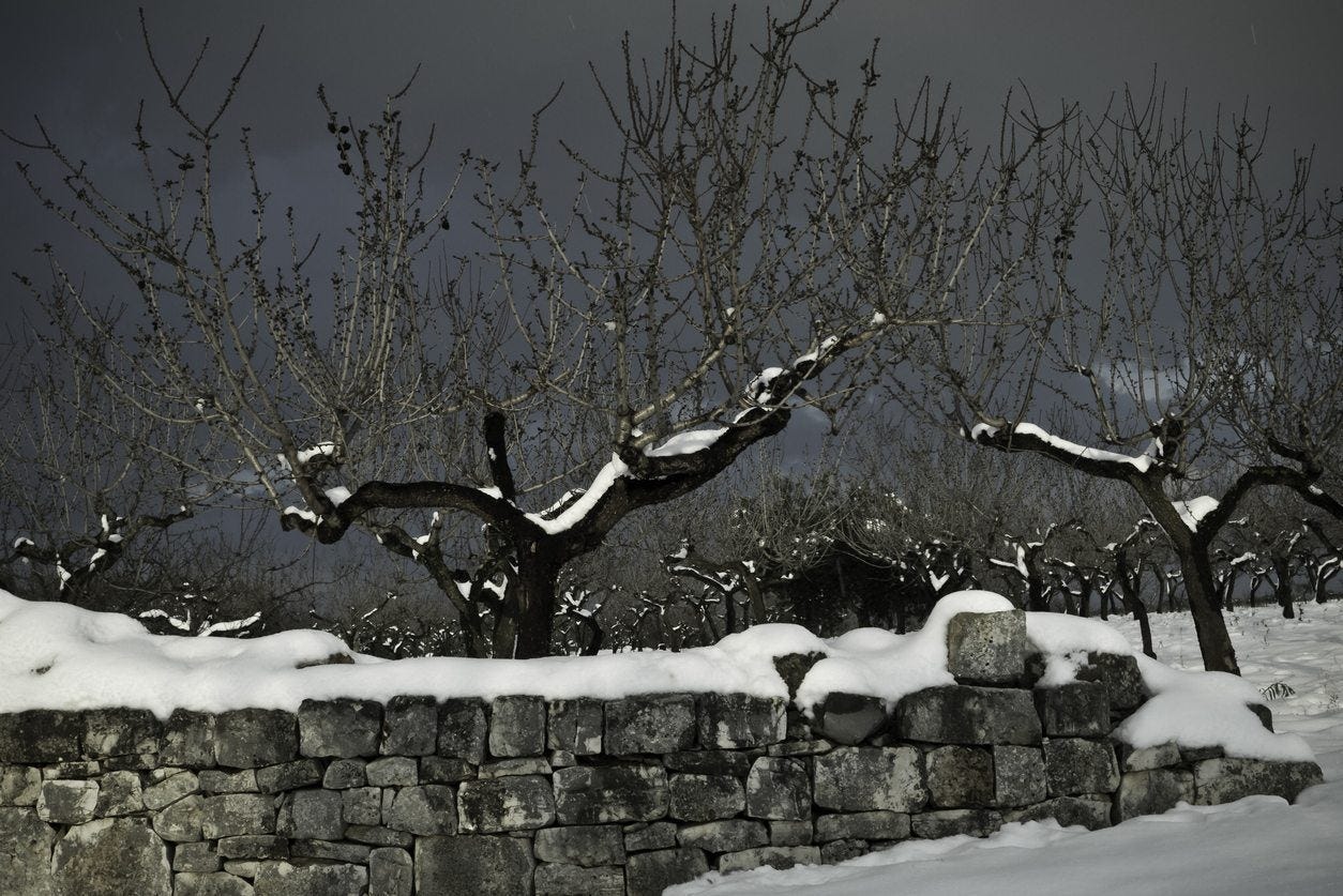 almond winter almond winter