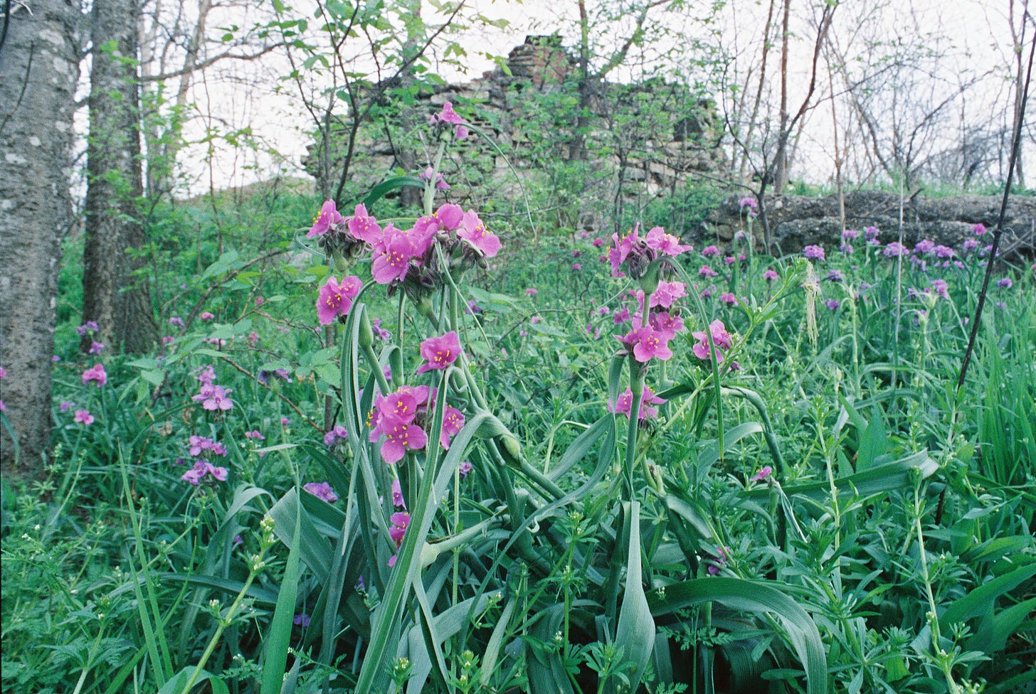 Spiderwort flowers in an edgeland yard