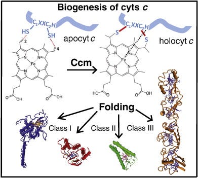 Cytochrome