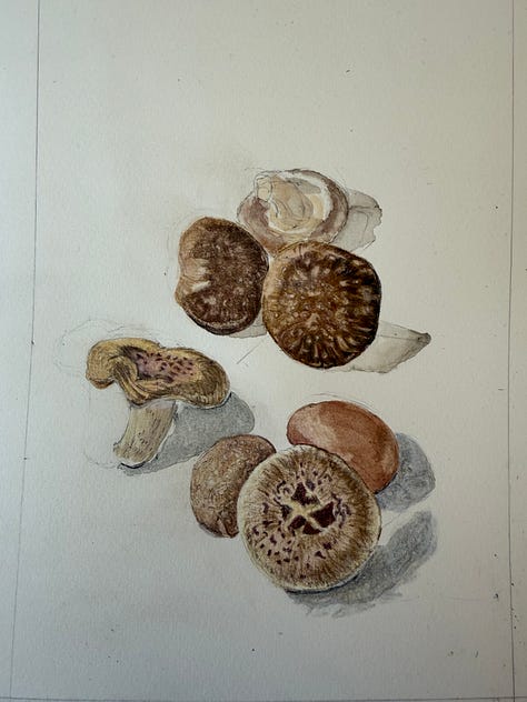 Progression photos of a drawing of shiitake mushrooms
