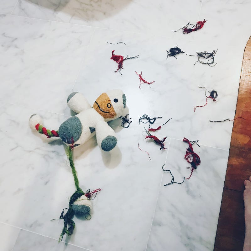 A cow soft toy with bits and bobs all ripped out in shreds and threads lies on the ground.