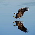 The Eagle’s Graveyard is in the Persian Gulf