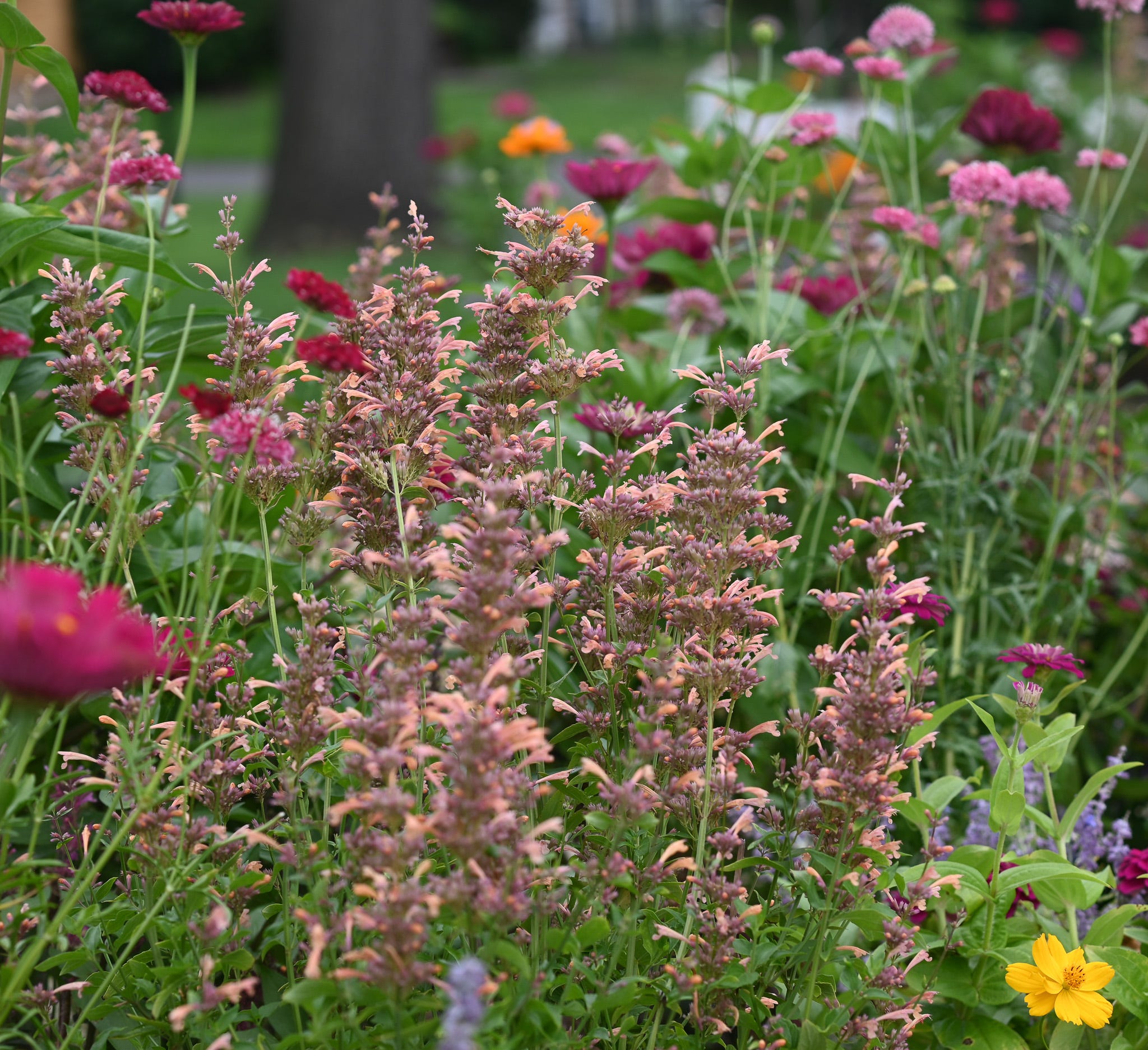 5 Charming Flowers That Bring Pollinators to Your Cottage Garden